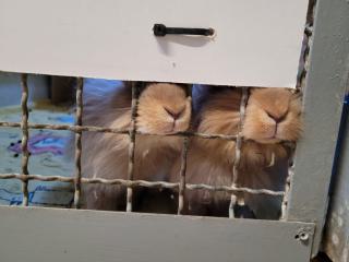 Altes Kleintiergehege 1