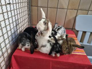 Altes Kleintiergehege 2